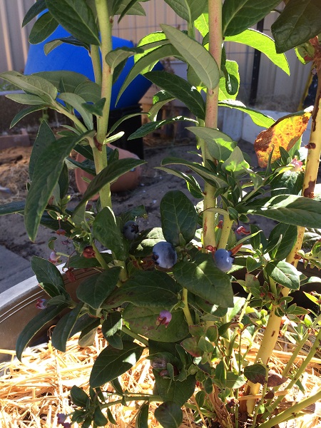 IMG_2009 resized.jpg