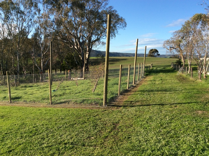 orchard n duck pen.jpeg