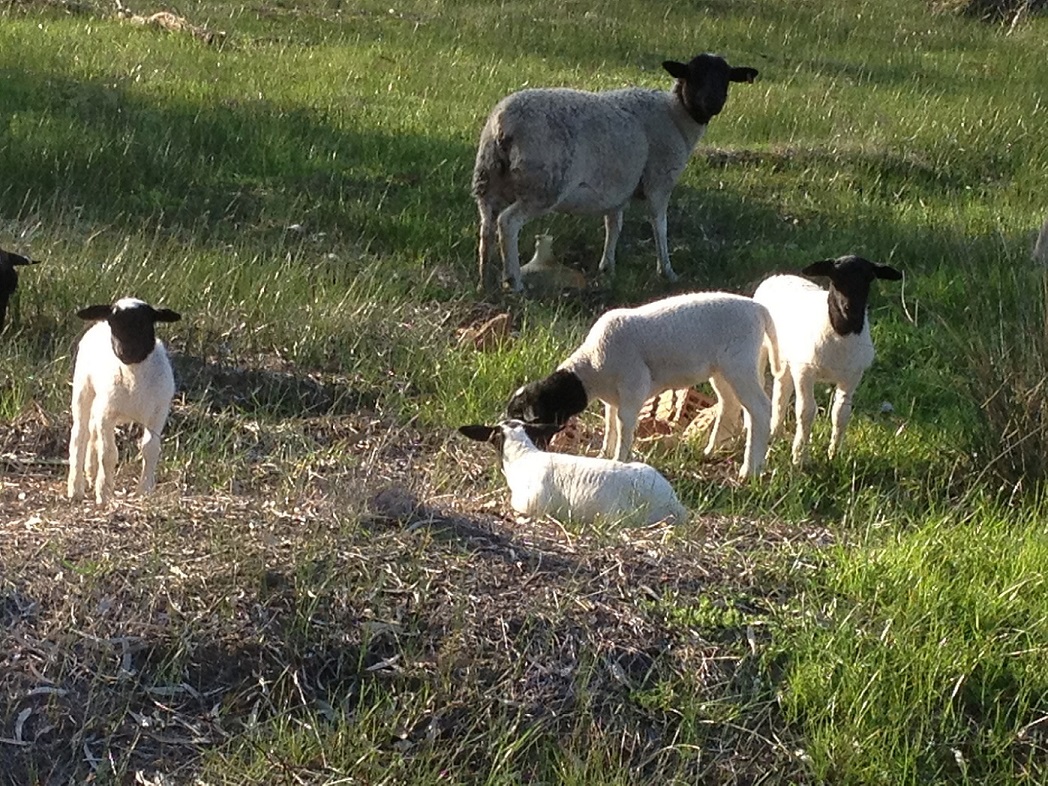 Lambs_21 6-9-15.jpg