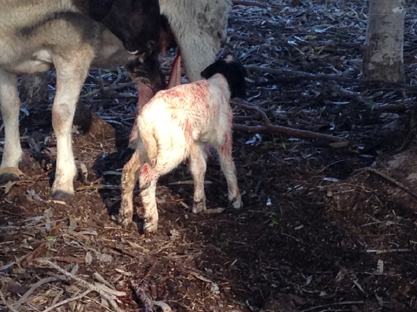 lamb 7-9-15.JPG