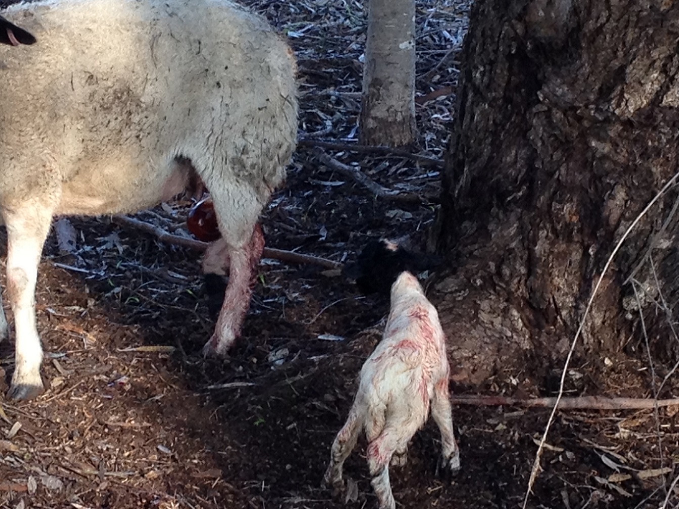 lamb2_ 7-9-15.JPG