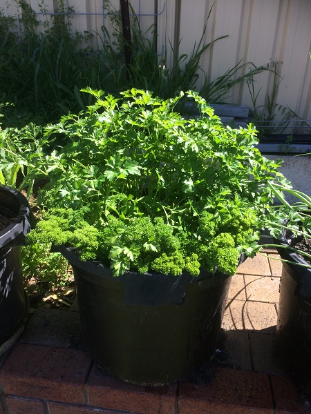 IMG_2485 resized.jpg