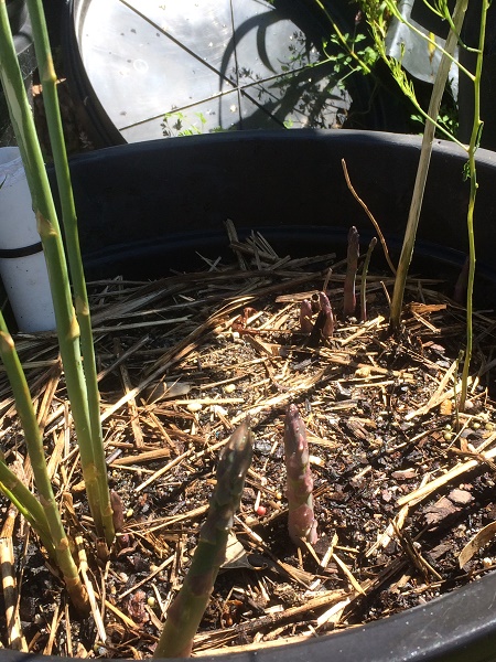 IMG_2484 resized.jpg