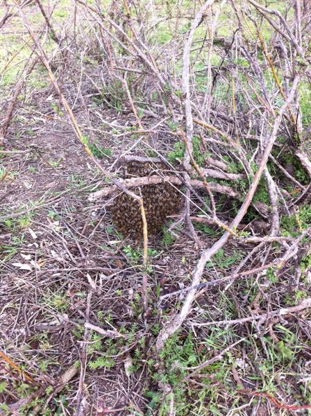 Picture 004 (Medium).jpg