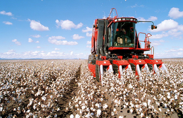 cotton harvester.jpg
