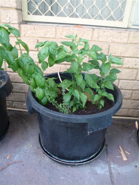 P2210410 (Medium).JPG