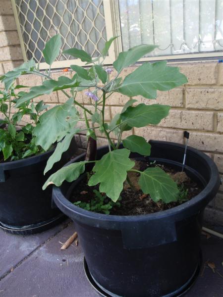 P2210415 (Medium).JPG