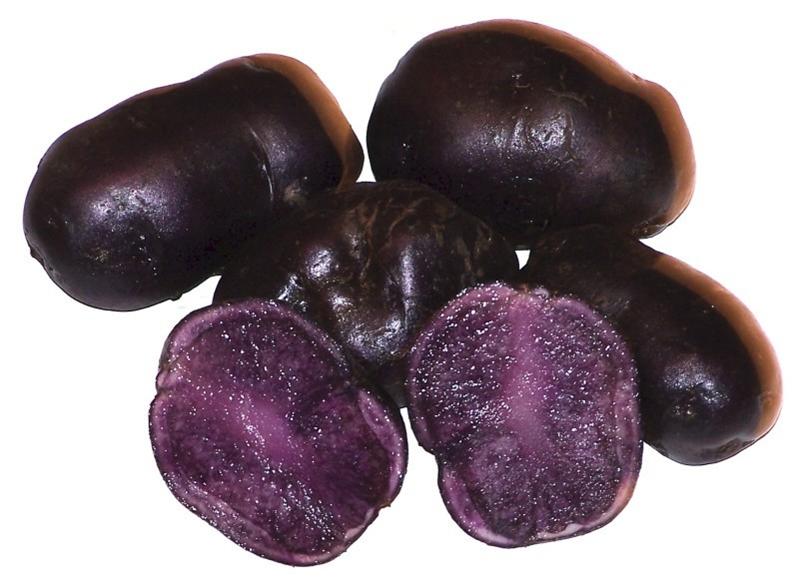 POTATO - SAPPHIRE1 (Medium).JPG