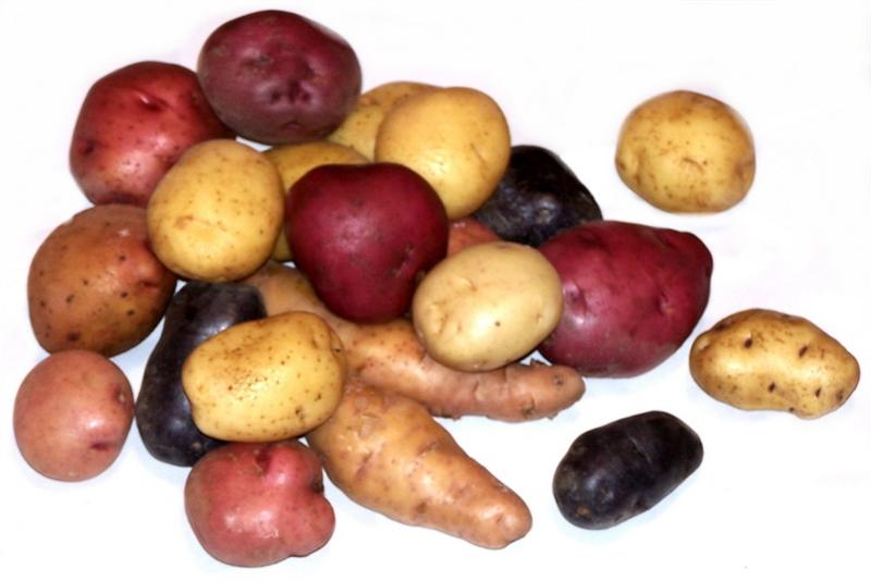 POTATO - MIXTURE1 (Medium).JPG