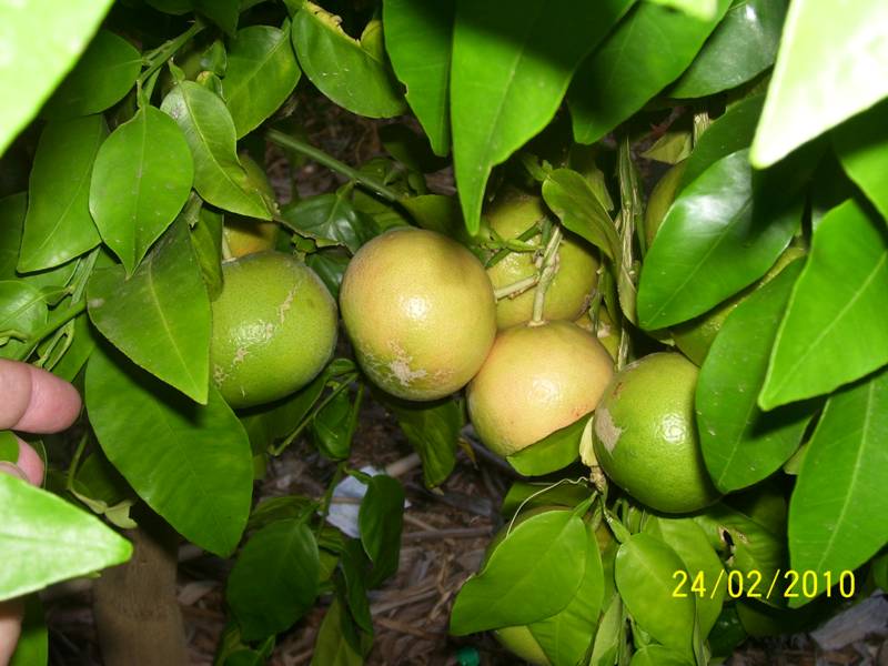 Pink-Grapefruit-Feb-2010.jpg