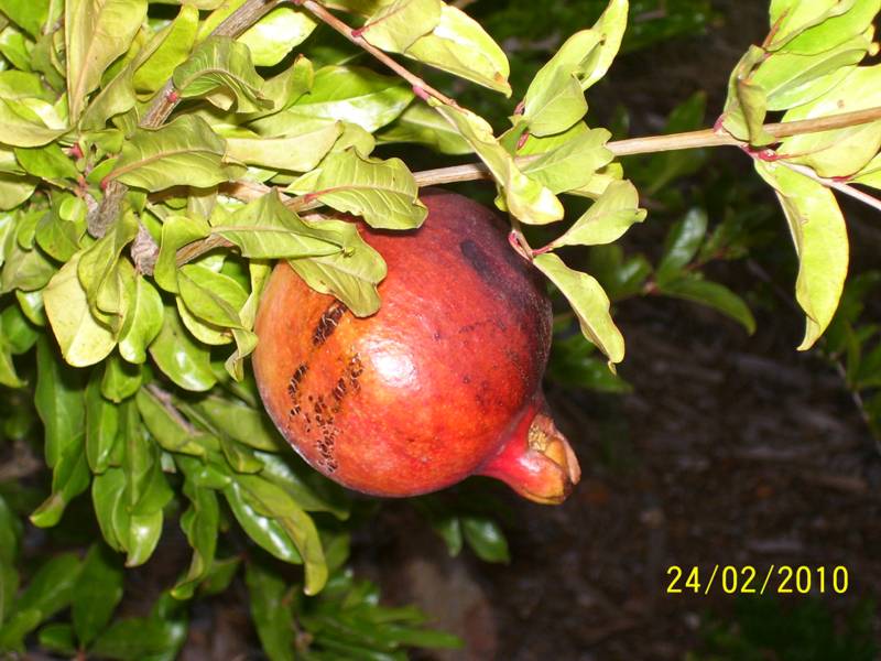 Pomegranate-Feb-2010-02.jpg