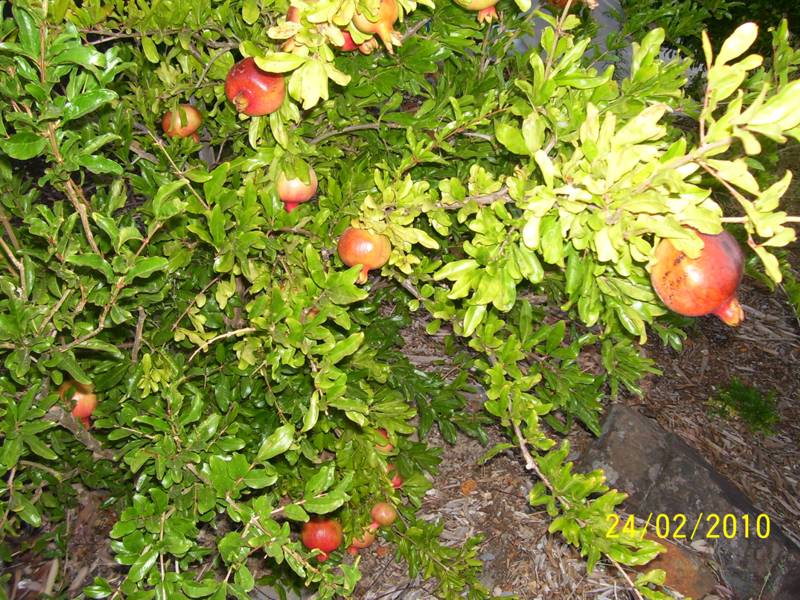Pomegranate-Feb-2010-01.jpg