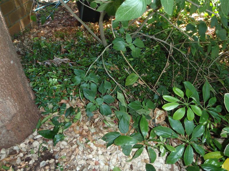 P2280419 (Medium).JPG