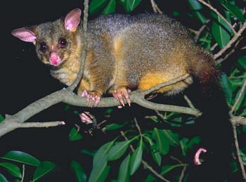 brushtail_possum.jpg