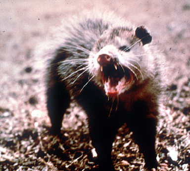opossum2.jpg