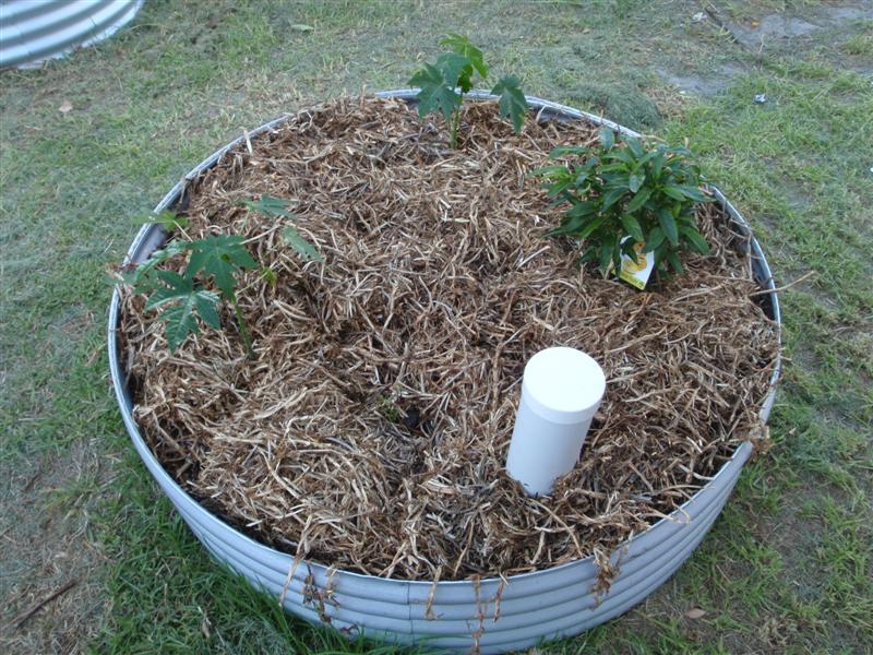 P3100421 (Medium).JPG