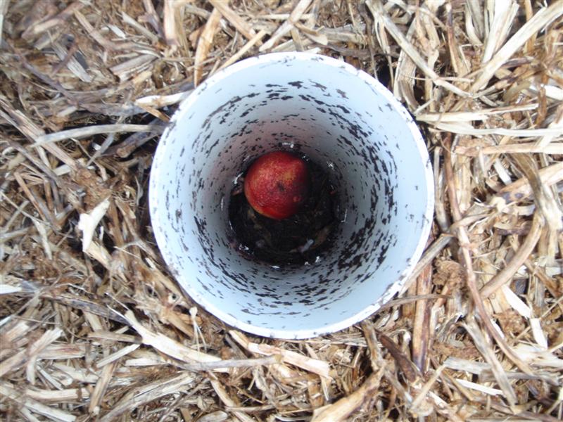 P3100428 (Medium).JPG