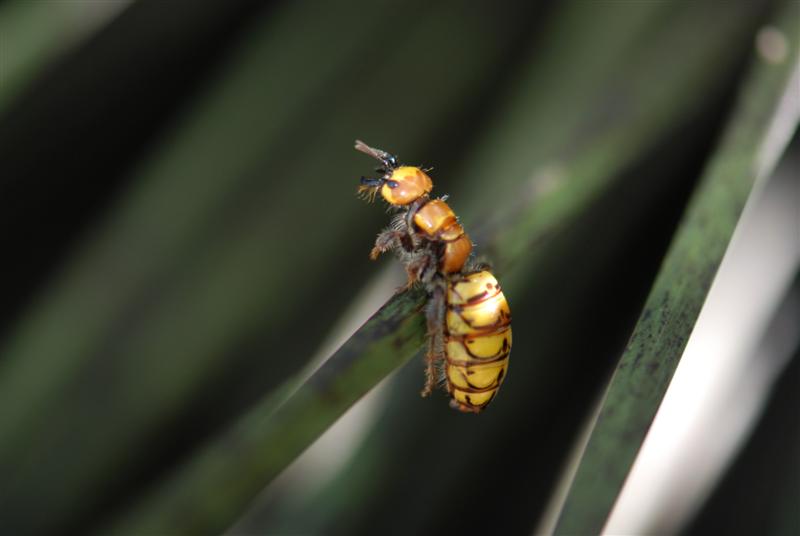 March 2010 113 female wasp (Medium).jpg