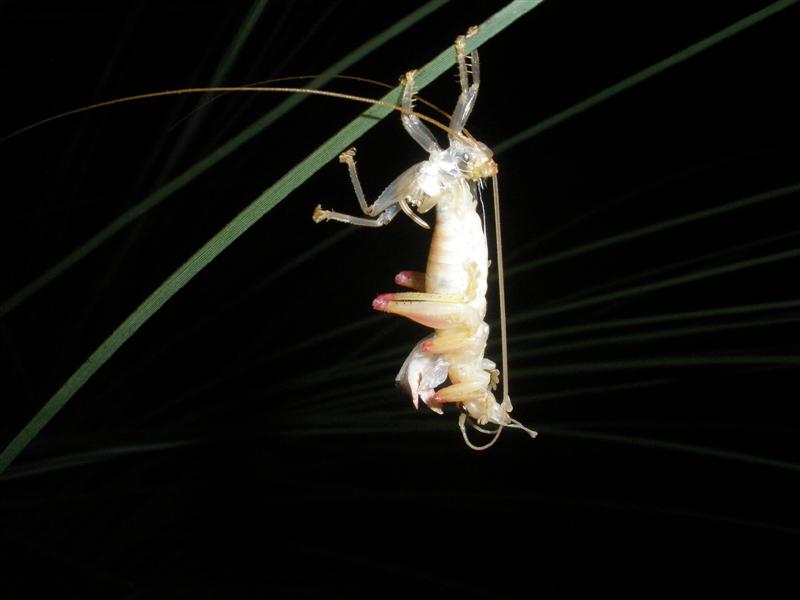 What the (Medium).jpg