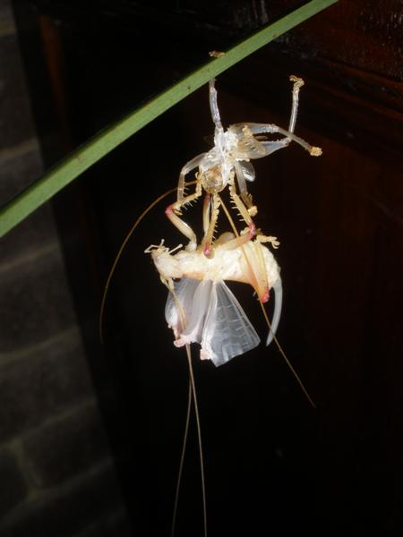 Cricket (Medium).jpg