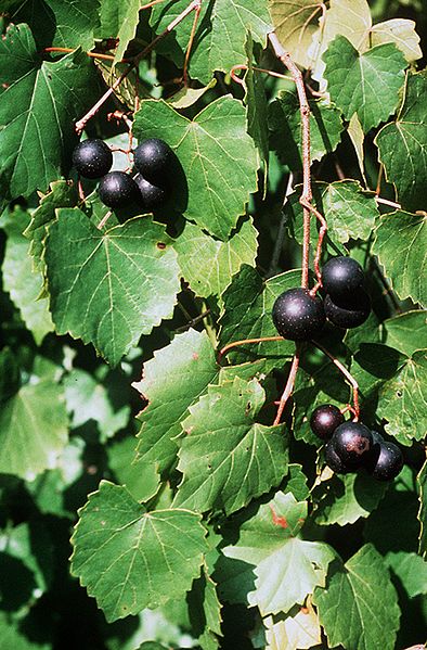 Vitis_rotundifolia.jpg