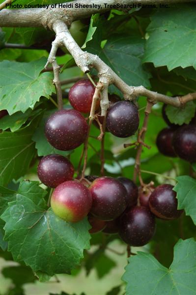 Muscadine_Black_Beauty (Medium).jpg
