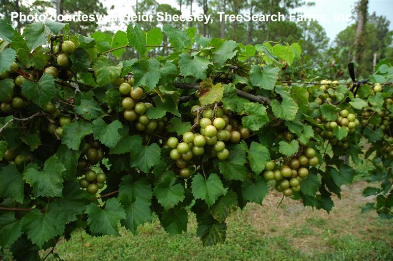 Muscadine_Fry (Medium).jpg