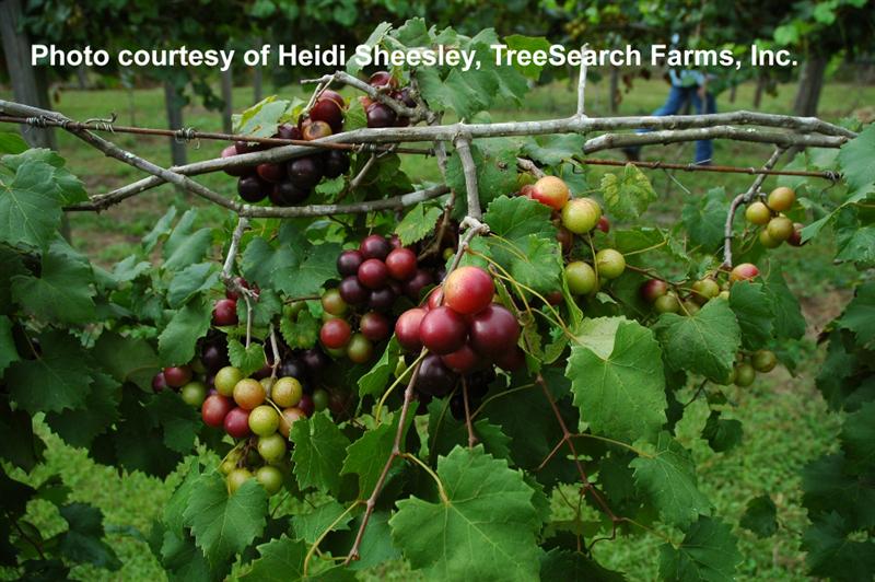 Muscadine_Supreme (Medium).jpg