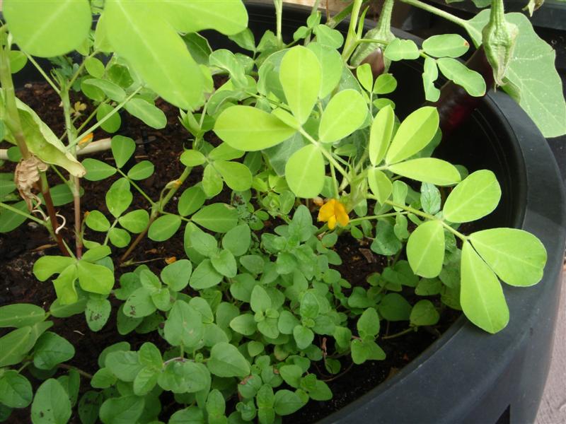 P3270424 (Medium).JPG