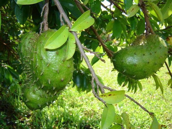 SourSop.jpg