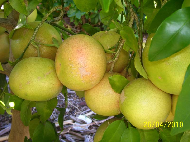 Grapefruit-Apr-2010.jpg