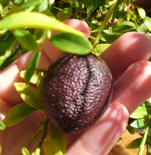 Red Centre Lime 003.JPG