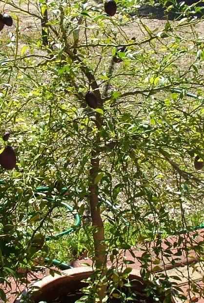 Red Centre Lime 001.JPG