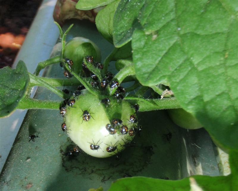 Pittosporum bugs (Medium).JPG