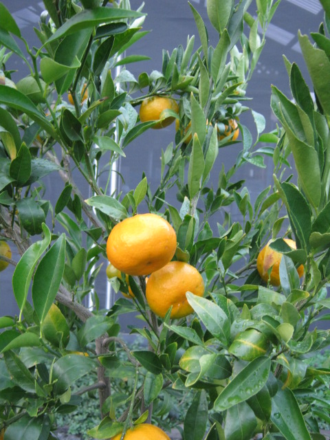 mandarins 002.jpg