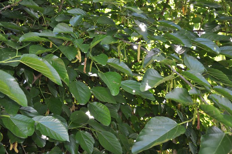 DSC_0095 (Medium).jpg