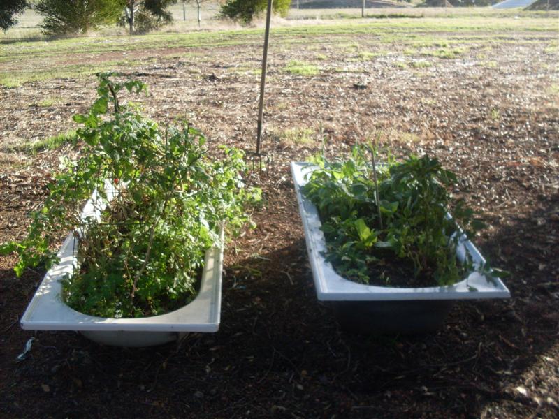 SDC11190 (Medium).JPG