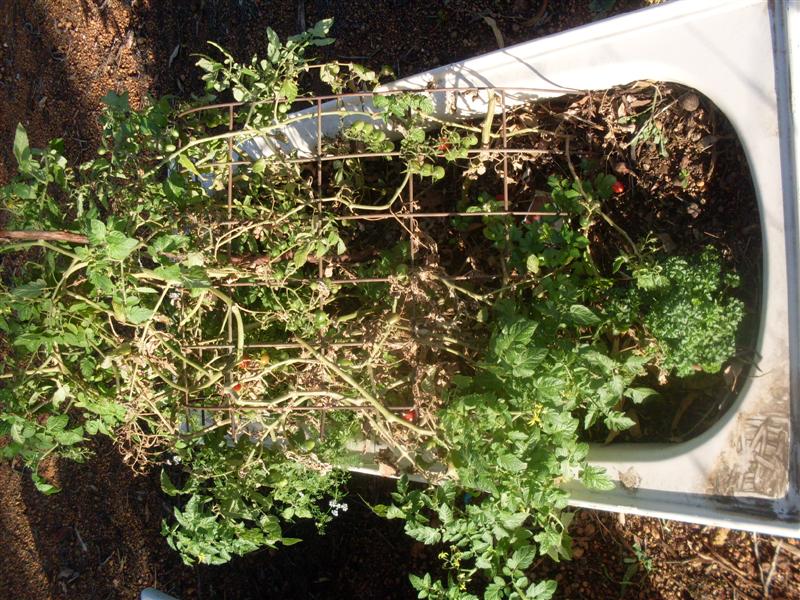 SDC11192 (Medium).JPG