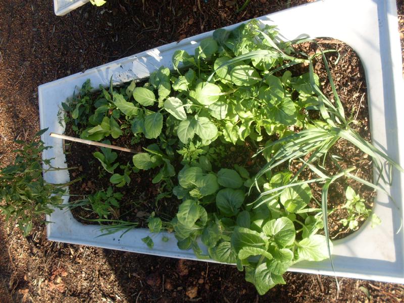 SDC11193 (Medium).JPG