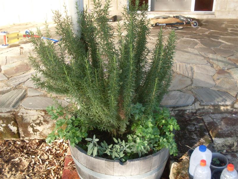 SDC11208 (Medium).JPG