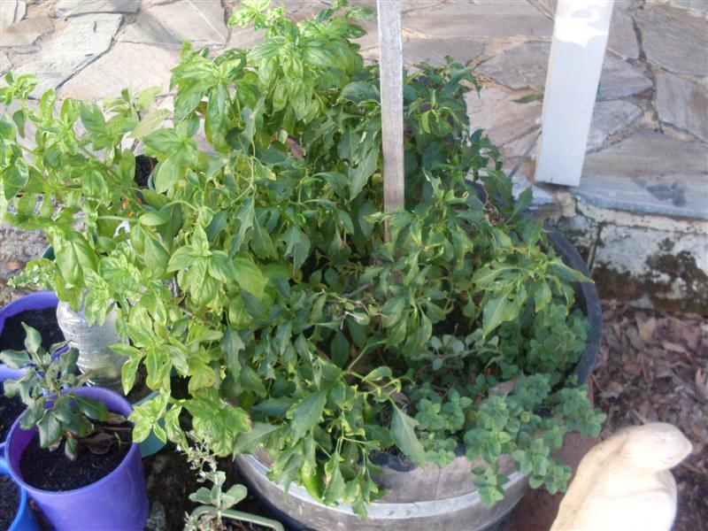 SDC11207 (Medium).JPG