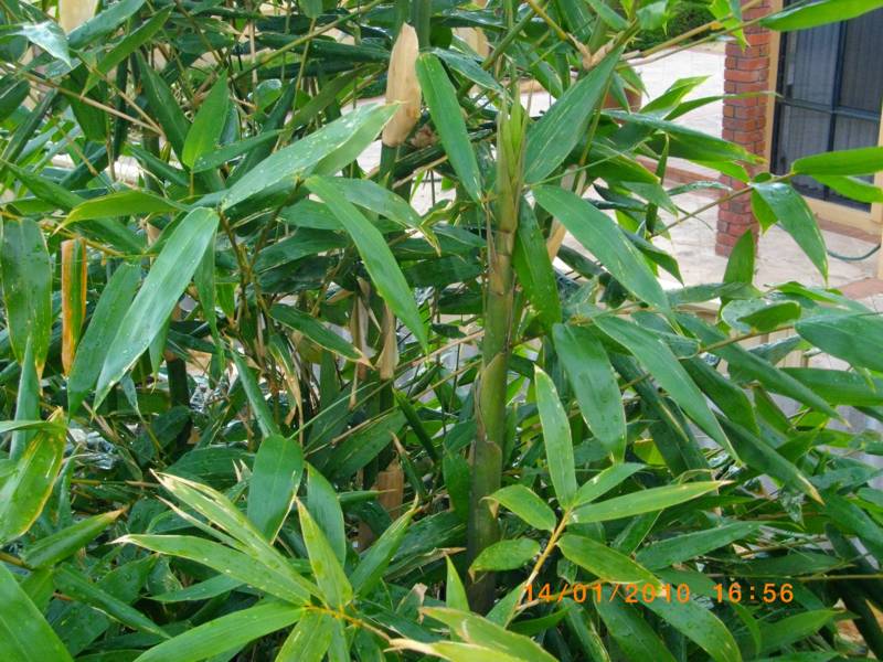 Bamboo-Near.JPG