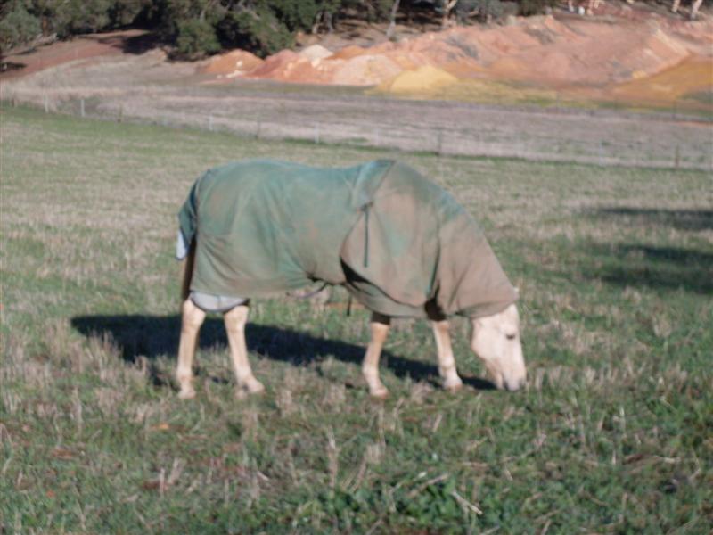 SDC11224 (Medium).JPG