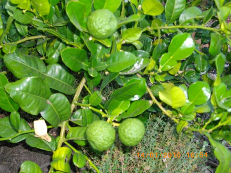 Kaffir-Lime-Near.JPG