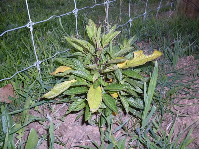 SDC11244 (Medium).JPG