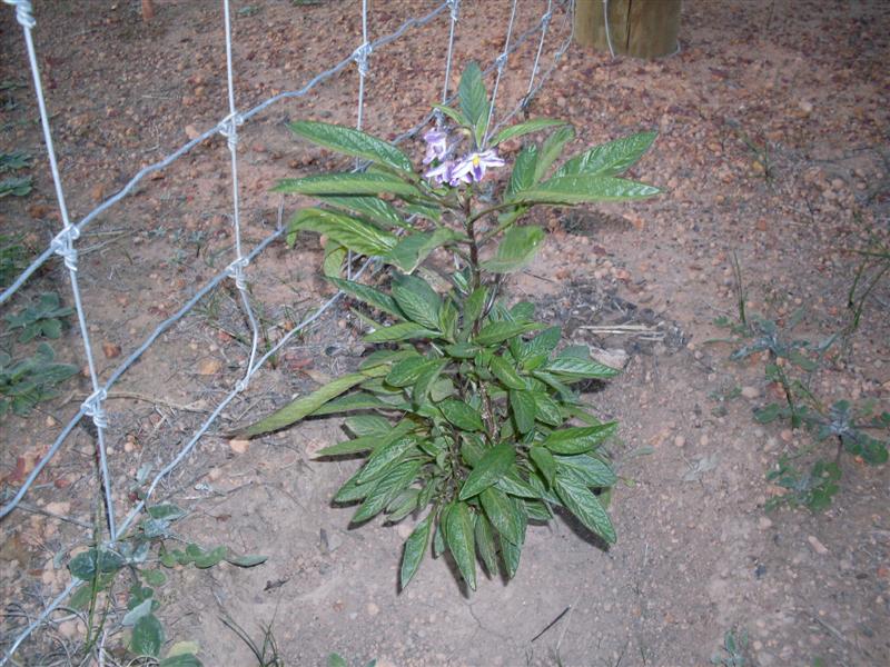 SDC11240 (Medium).JPG