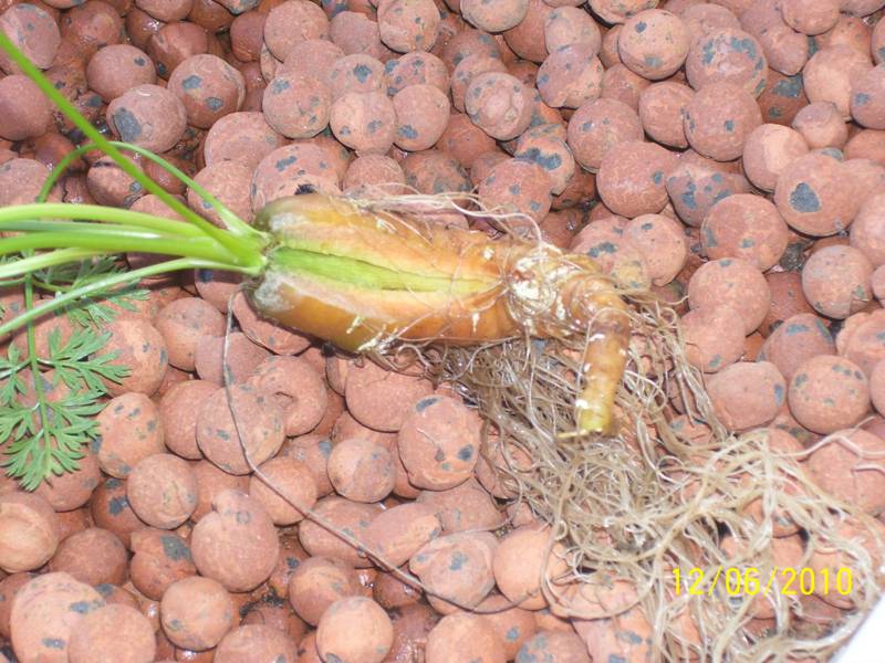 Carrot-Jun-2010.jpg