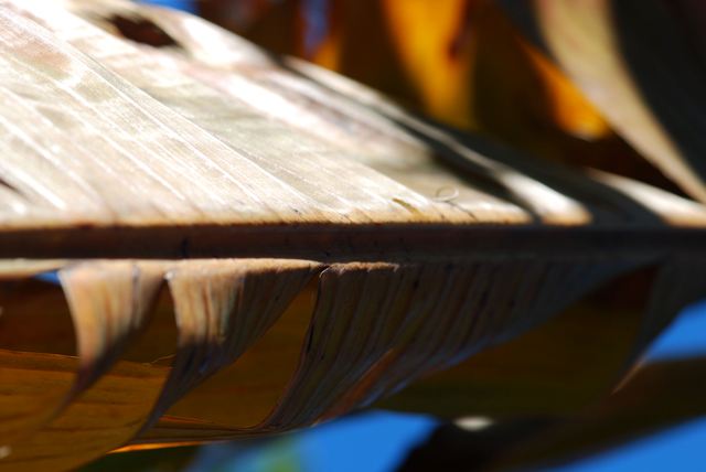 Banana leaf after freezing conditions.JPG
