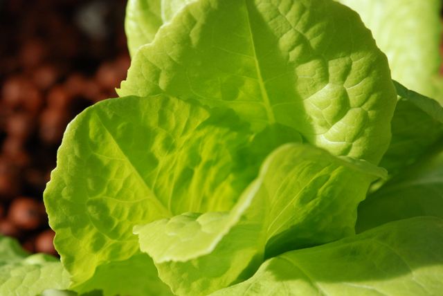 Self sown lettuce grown under cover is abundantly healthy despite overnight freezing conditions.JPG
