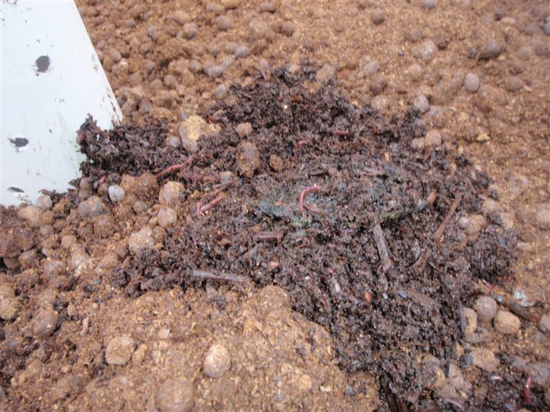 20100710_101 (Medium).JPG